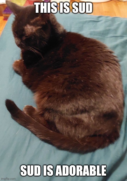 Also called Aska (Swedish people will understand) | THIS IS SUD; SUD IS ADORABLE | image tagged in cats,cute,cute cat | made w/ Imgflip meme maker