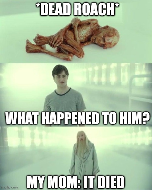 oof | *DEAD ROACH*; WHAT HAPPENED TO HIM? MY MOM: IT DIED | image tagged in dead baby voldemort / what happened to him | made w/ Imgflip meme maker