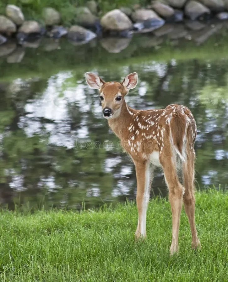 High Quality Fawn by a babbling brook Blank Meme Template