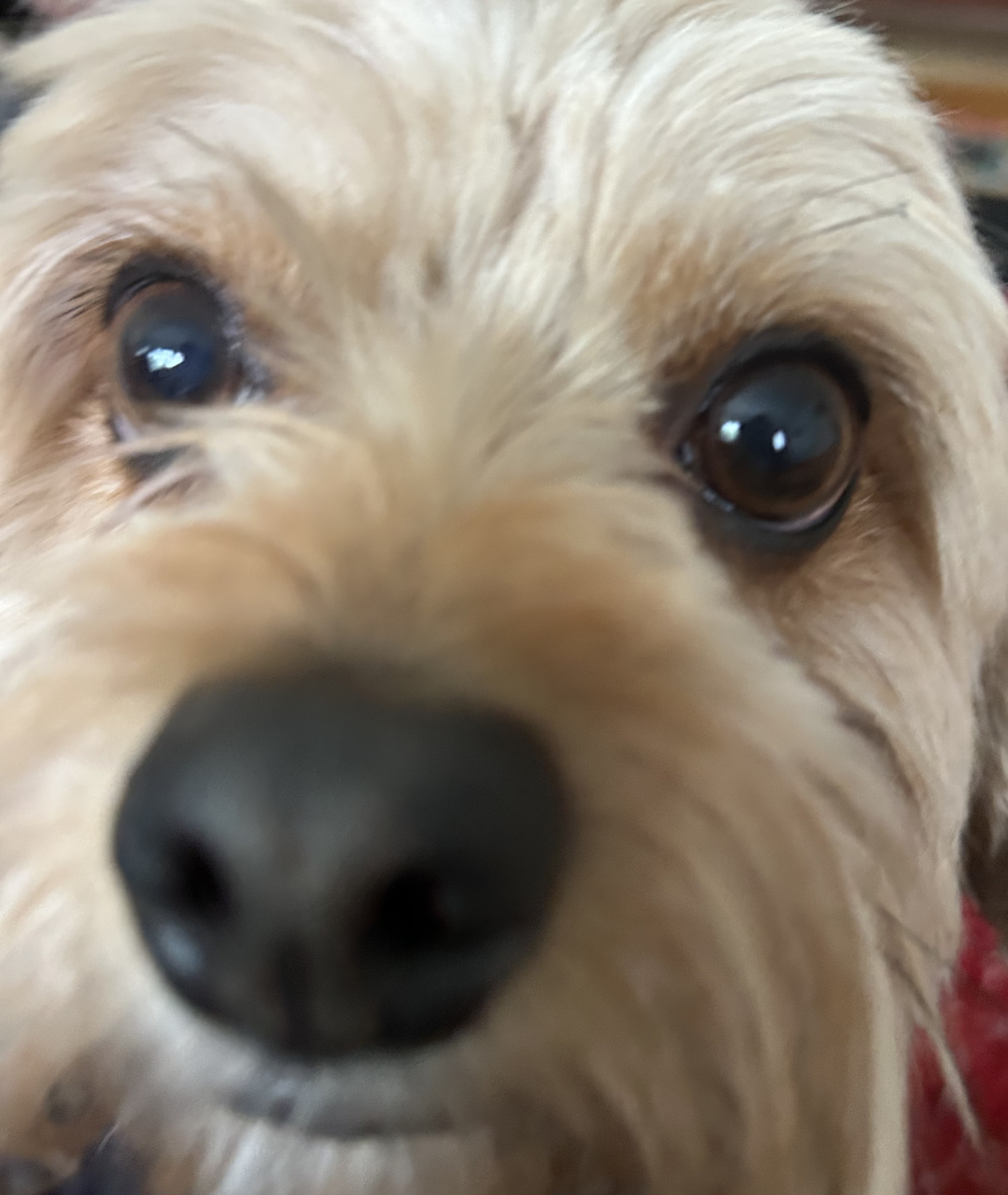 silly dawgy 2 Blank Meme Template