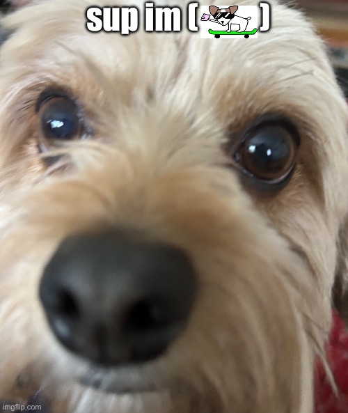silly dawgy 2 | sup im (          ) | image tagged in silly dawgy 2,dogs,memes,bfdi | made w/ Imgflip meme maker