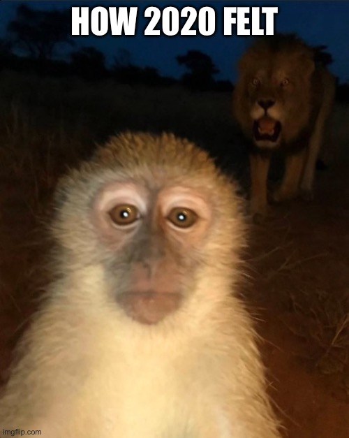Munky | HOW 2020 FELT | image tagged in monkey | made w/ Imgflip meme maker