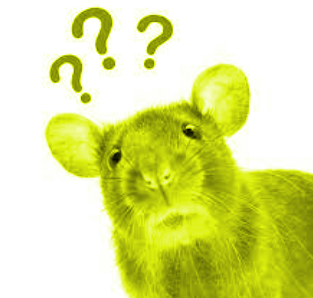 rat Blank Meme Template