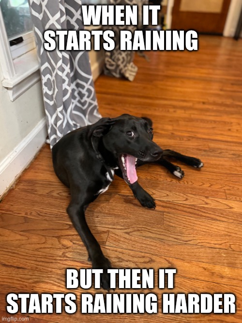 Riann | WHEN IT STARTS RAINING; BUT THEN IT STARTS RAINING HARDER | image tagged in dog | made w/ Imgflip meme maker