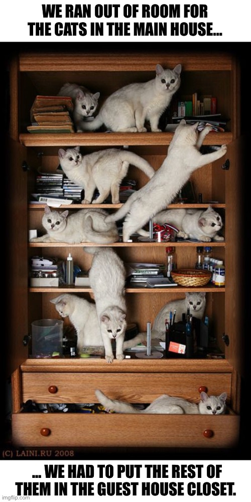 A cat extravaganza! | WE RAN OUT OF ROOM FOR THE CATS IN THE MAIN HOUSE…; … WE HAD TO PUT THE REST OF THEM IN THE GUEST HOUSE CLOSET. | image tagged in cats,make room,guest house closet | made w/ Imgflip meme maker