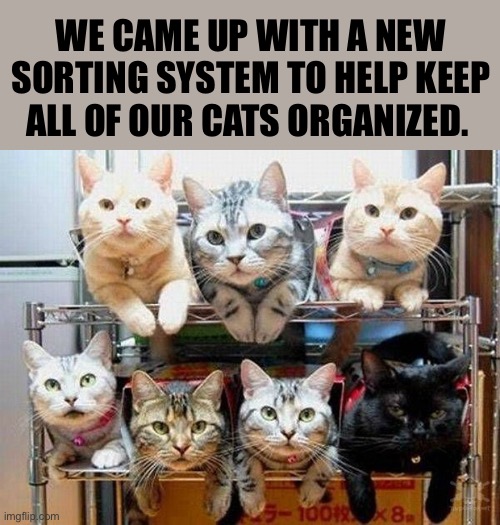 They seem to be okay with it… | WE CAME UP WITH A NEW SORTING SYSTEM TO HELP KEEP ALL OF OUR CATS ORGANIZED. | image tagged in cats,sorting,system,organization | made w/ Imgflip meme maker