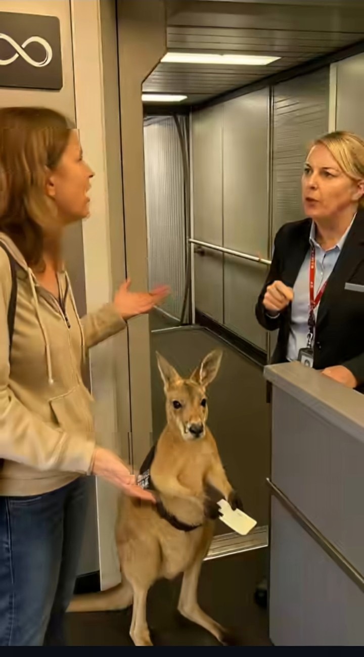 Kangaroo Airplane Blank Meme Template
