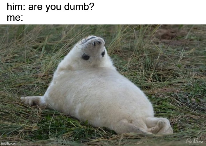 are you dumb? | him: are you dumb?
me: | image tagged in relationship,gf,bf,girls be like | made w/ Imgflip meme maker