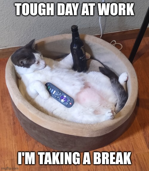 Beer Cat | TOUGH DAY AT WORK; I'M TAKING A BREAK | image tagged in beer cat | made w/ Imgflip meme maker