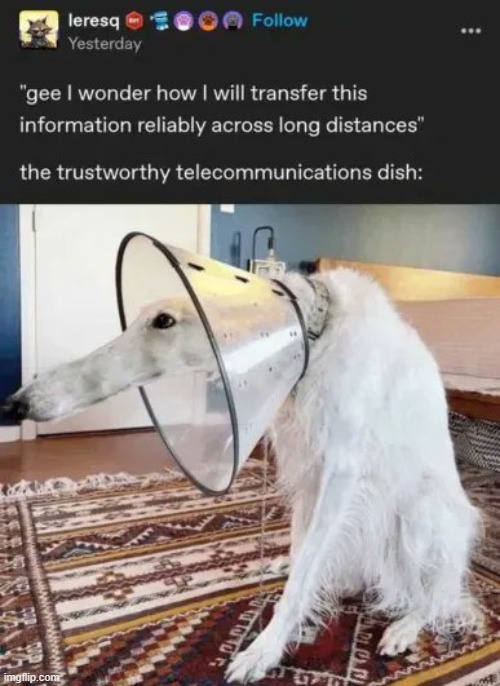 borzoi | image tagged in rmk | made w/ Imgflip meme maker