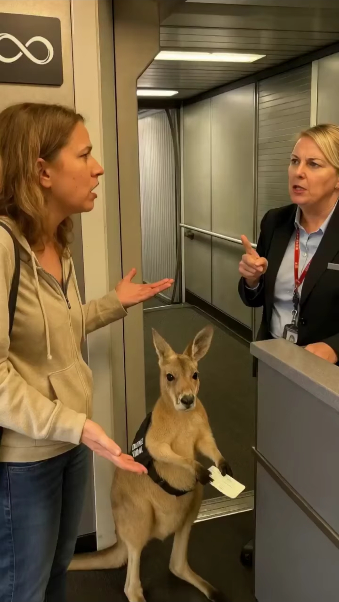 Emotional support kangaroo Blank Meme Template