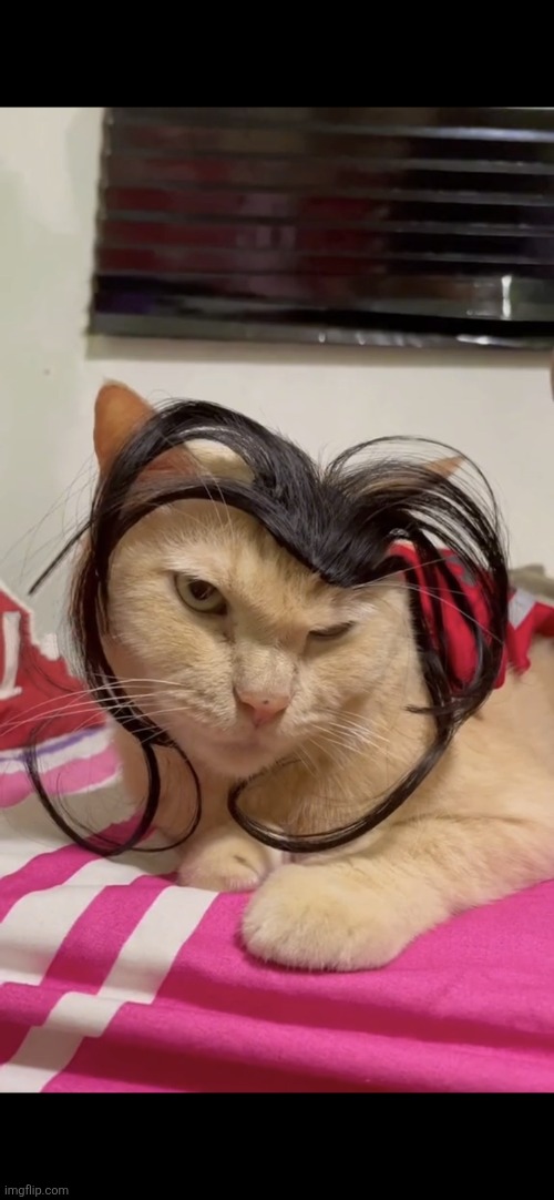no bitches cat | image tagged in no bitches cat | made w/ Imgflip meme maker