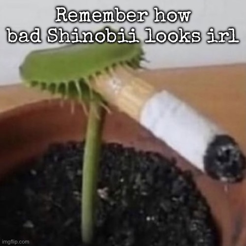 plant weeds | Remember how bad Shinobii looks irl | image tagged in plant weeds,msmg | made w/ Imgflip meme maker
