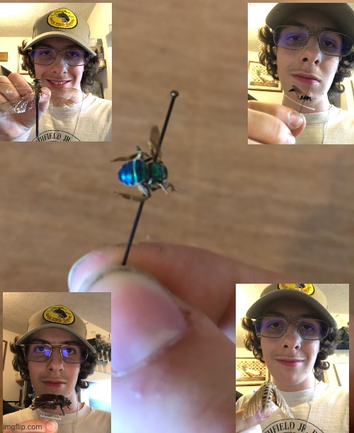 Me w/ some insects from my collection, sorry for the low quality my phone is a potato | image tagged in insects | made w/ Imgflip meme maker