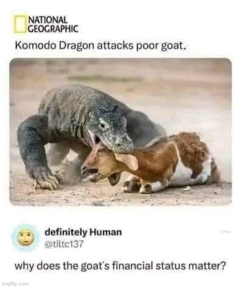 Poor goat | image tagged in poor,goat,cursed,comment | made w/ Imgflip meme maker