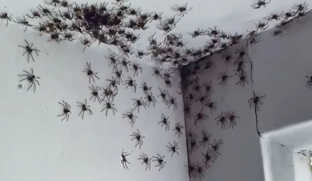 Release the spiders Blank Meme Template