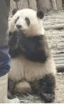 Praying panda Blank Meme Template