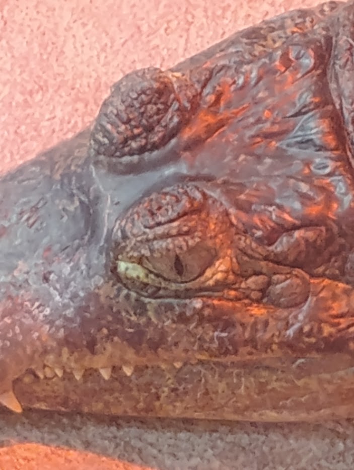 grug the caiman Blank Meme Template