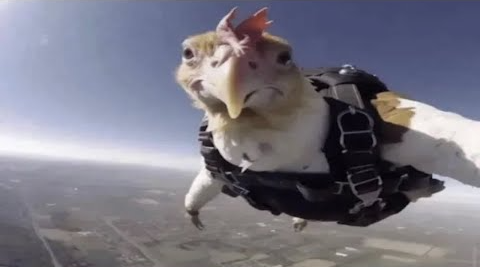 High Quality skydiving chicken Blank Meme Template