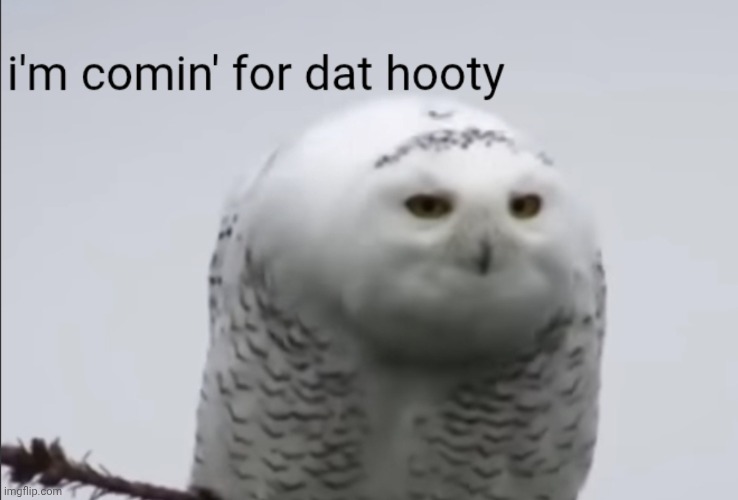 Pervy Snow Owl | image tagged in pervy snow owl | made w/ Imgflip meme maker