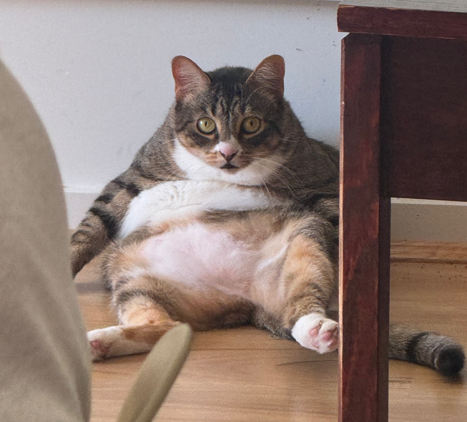 fat cat Blank Meme Template