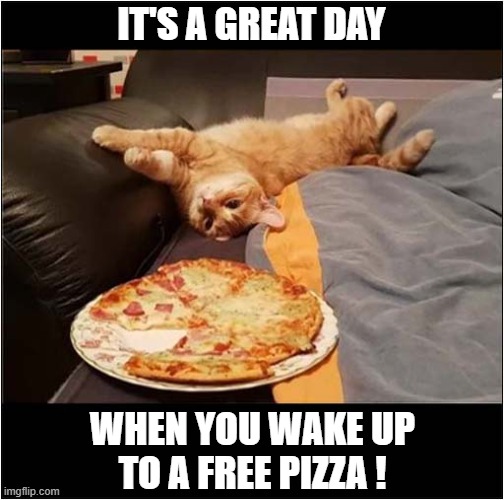 Life Is Good ! | IT'S A GREAT DAY; WHEN YOU WAKE UP 
TO A FREE PIZZA ! | image tagged in cats,wake up,free,pizza | made w/ Imgflip meme maker