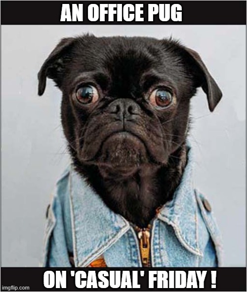 What Have We Here ? | AN OFFICE PUG; ON 'CASUAL' FRIDAY ! | image tagged in dogs,pug,office,casual,friday | made w/ Imgflip meme maker