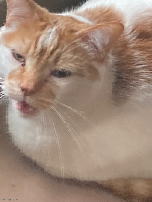 the | image tagged in cat | made w/ Imgflip meme maker