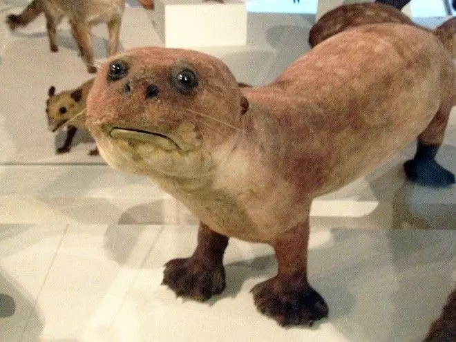 sad taxidermy Blank Meme Template