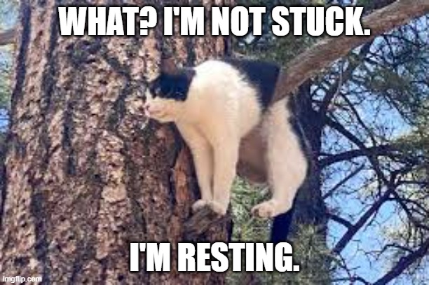 Cat says he's not stuck, he's just resting. | WHAT? I'M NOT STUCK. I'M RESTING. | image tagged in cats,funny,kitten,stuck,humor,tree | made w/ Imgflip meme maker