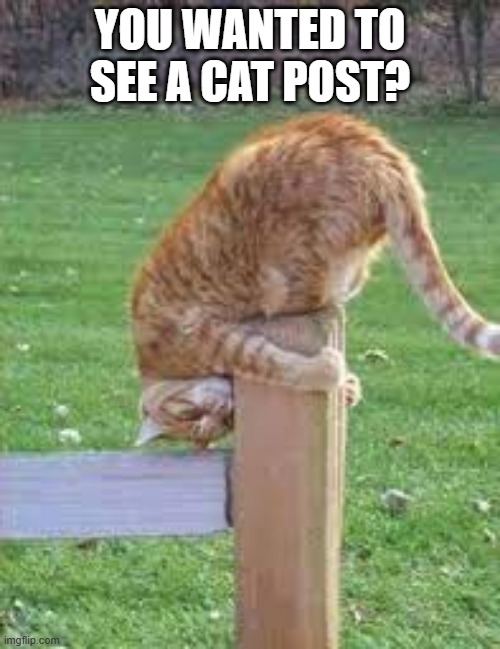 So you said that you wanted to see a cat post? | YOU WANTED TO SEE A CAT POST? | image tagged in cat,funny,kitten,post,humor,play on words | made w/ Imgflip meme maker