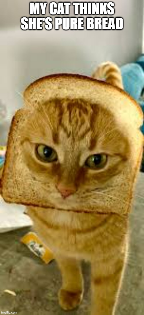 My cat is trying to prove she is a pure bread cat. | MY CAT THINKS SHE'S PURE BREAD | image tagged in cats,funny,kitten,humor | made w/ Imgflip meme maker