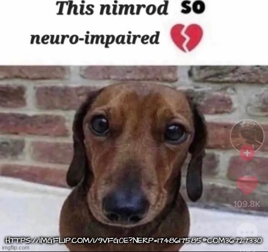 this nimrod so neuro-impaired | HTTPS://IMGFLIP.COM/I/9VFG0E?NERP=1748617585#COM36727330 | image tagged in this nimrod so neuro-impaired | made w/ Imgflip meme maker