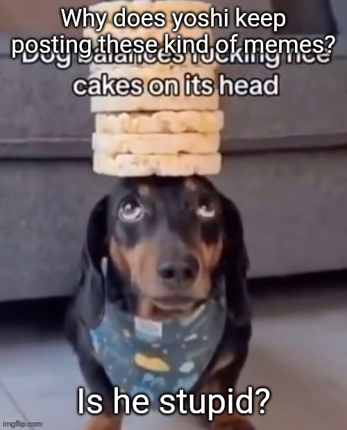 9geor3 | Why does yoshi keep posting these kind of memes? Is he stupid? | image tagged in dog balances rice cakes on its head | made w/ Imgflip meme maker