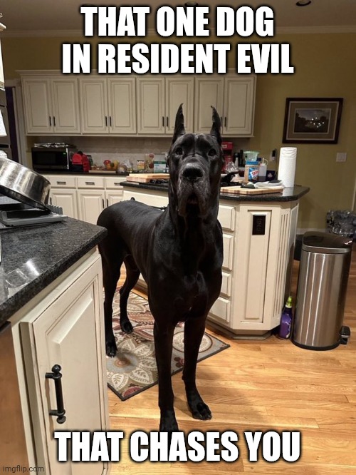 Resident evil dog | THAT ONE DOG IN RESIDENT EVIL; THAT CHASES YOU | image tagged in resident evil dog | made w/ Imgflip meme maker