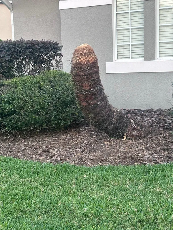 trimmed palm tree Blank Meme Template