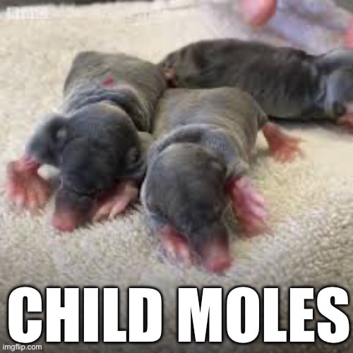 Child moles | made w/ Imgflip meme maker