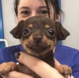 Happy Dog Blank Meme Template