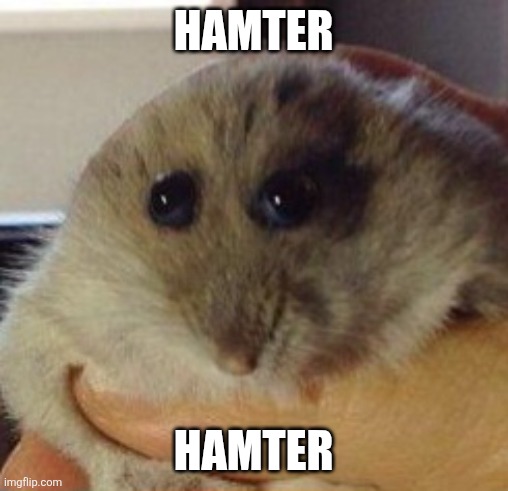 hampter | HAMTER; HAMTER | image tagged in hampter | made w/ Imgflip meme maker