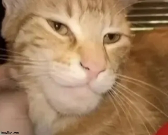 cat mewing | image tagged in cat mewing | made w/ Imgflip meme maker