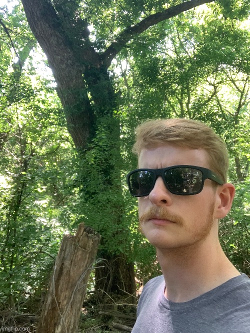 Yippee trees | made w/ Imgflip meme maker