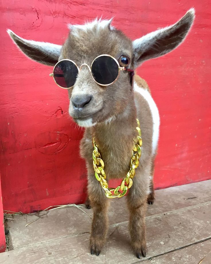 type shi goat Blank Meme Template