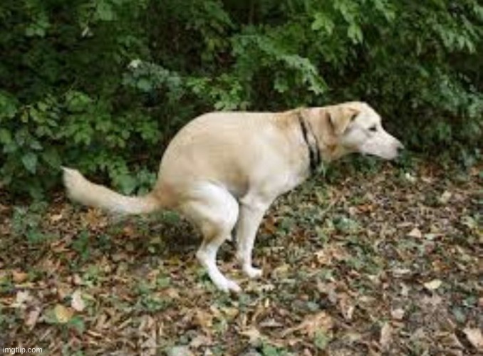 Dog pooping  | image tagged in dog pooping | made w/ Imgflip meme maker