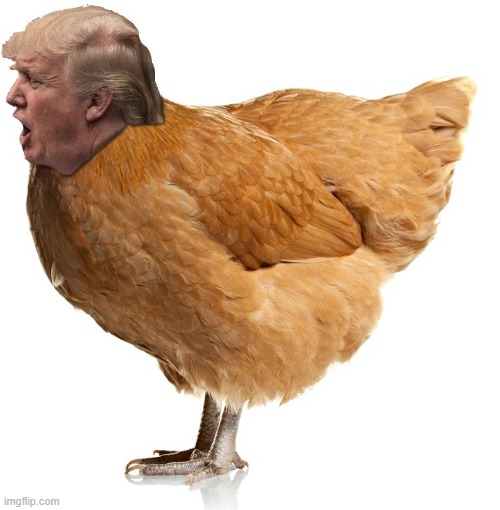 T. A. C. O. | image tagged in chicken trump | made w/ Imgflip meme maker