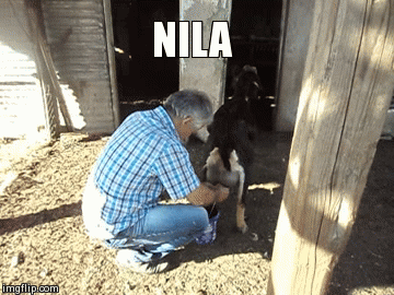 nila | NILA | image tagged in gifs | made w/ Imgflip video-to-gif maker