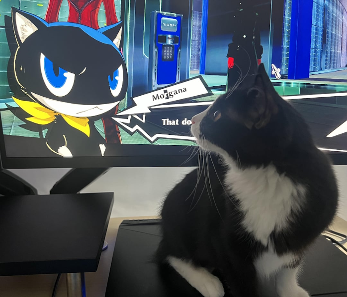 don't mess with morgana Blank Meme Template