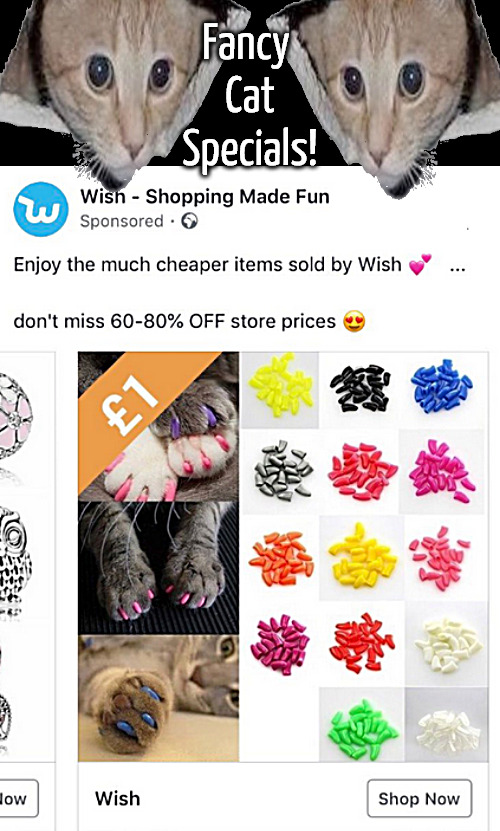 Fancy Cats | Fancy 
Cat
Specials! | image tagged in memes,cats,fancy | made w/ Imgflip meme maker