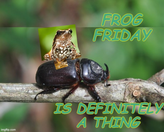 Froggy went a courting and he did ride, uh-huh | FROG FRIDAY; IS DEFINITELY A THING | image tagged in song,frog,beetle,friday,silly | made w/ Imgflip meme maker