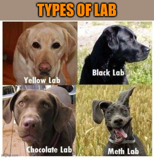 TYPES OF LAB | image tagged in types of lab | made w/ Imgflip meme maker