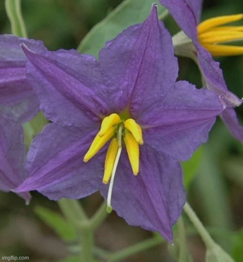 I love these kinds of flowers (nightshades). i think they're beautiful. | made w/ Imgflip meme maker